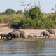 Imagen para el artículo titulado Nadie sabe cómo han muerto más de 150 elefantes de Botswana en dos meses